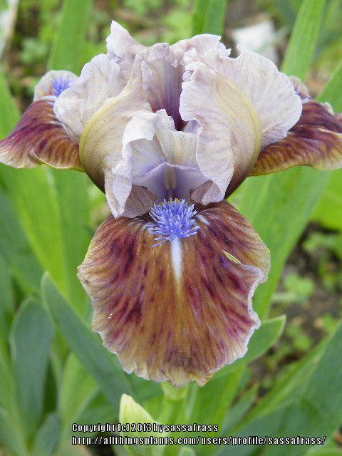 Photo of Standard Dwarf Bearded Iris (Iris 'Private First Class') uploaded by sassafrass