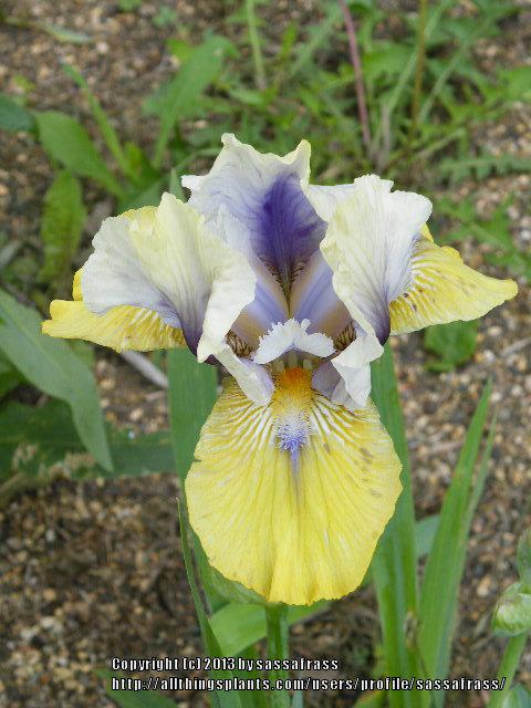 Photo of Intermediate Bearded Iris (Iris 'Double Your Fun') uploaded by sassafrass