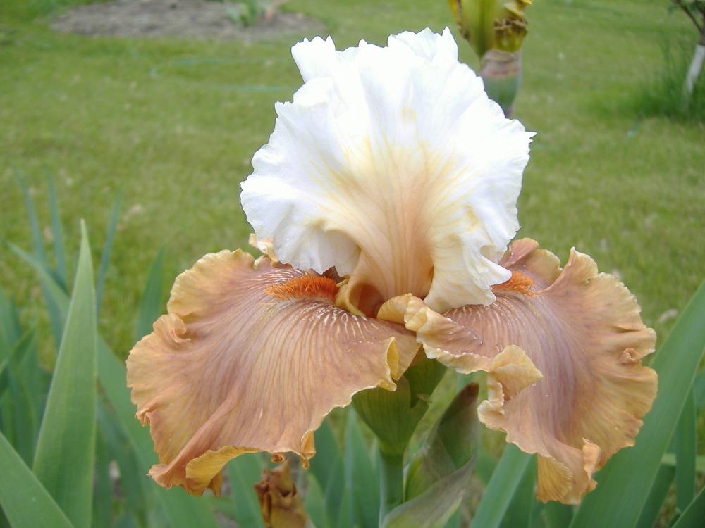 Photo of Tall Bearded Iris (Iris 'Ginger Ice') uploaded by tveguy3