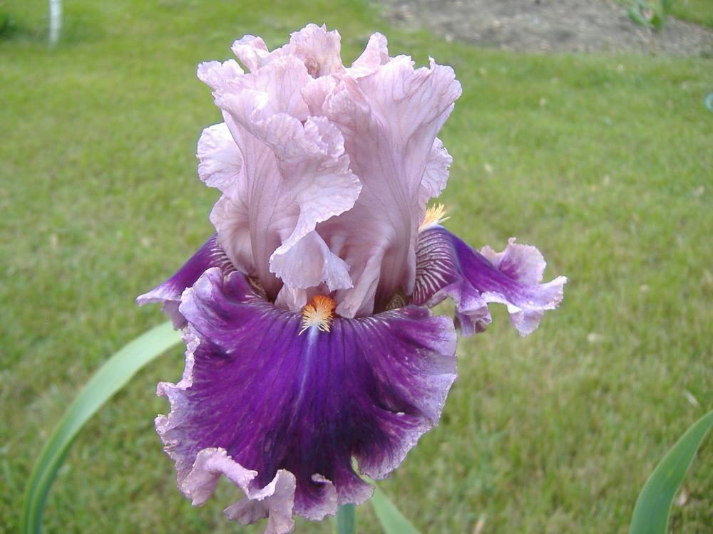Photo of Tall Bearded Iris (Iris 'Oxford Countess') uploaded by tveguy3