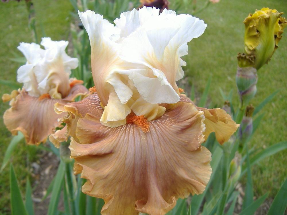 Photo of Tall Bearded Iris (Iris 'Ginger Ice') uploaded by tveguy3