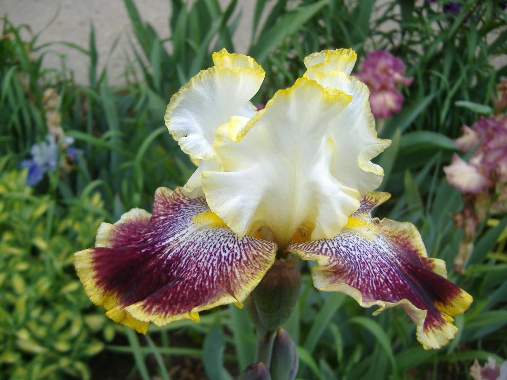 Photo of Tall Bearded Iris (Iris 'Carnival Ride') uploaded by tveguy3
