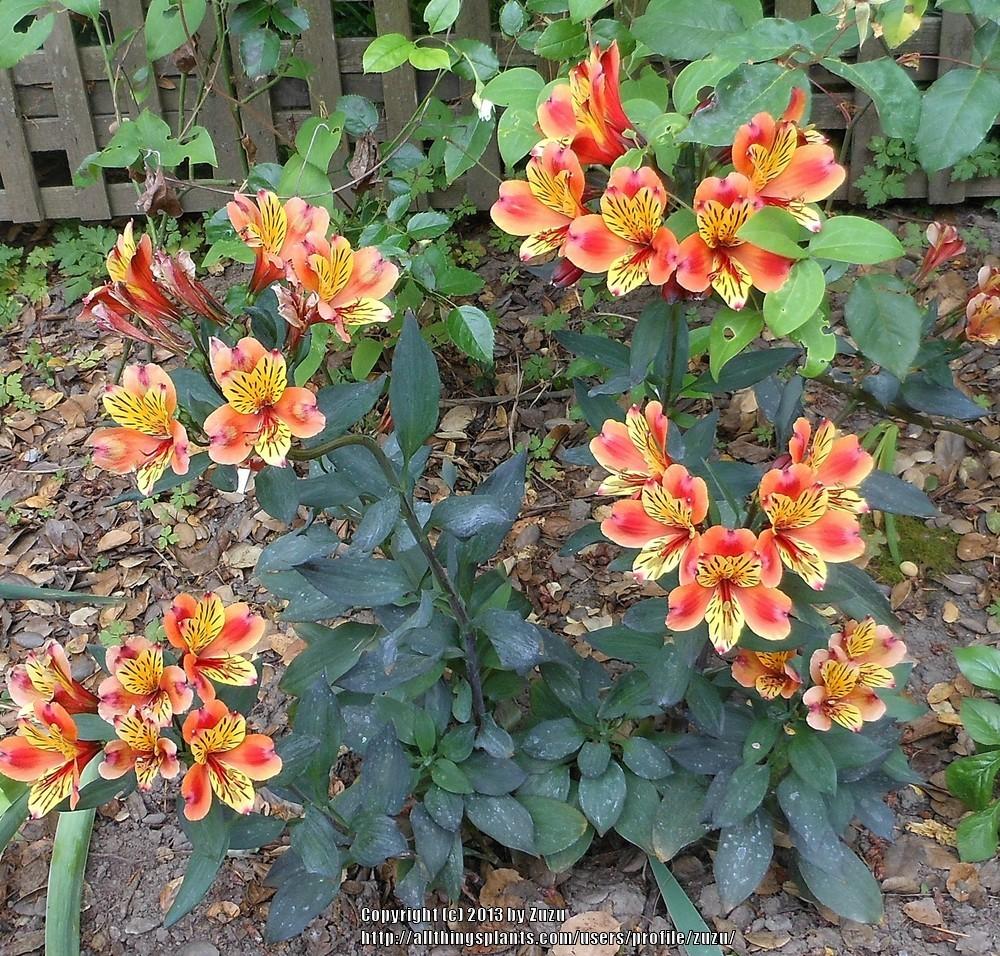 Photo of Peruvian Lily (Alstroemeria Inticancha® Indian Summer) uploaded by zuzu