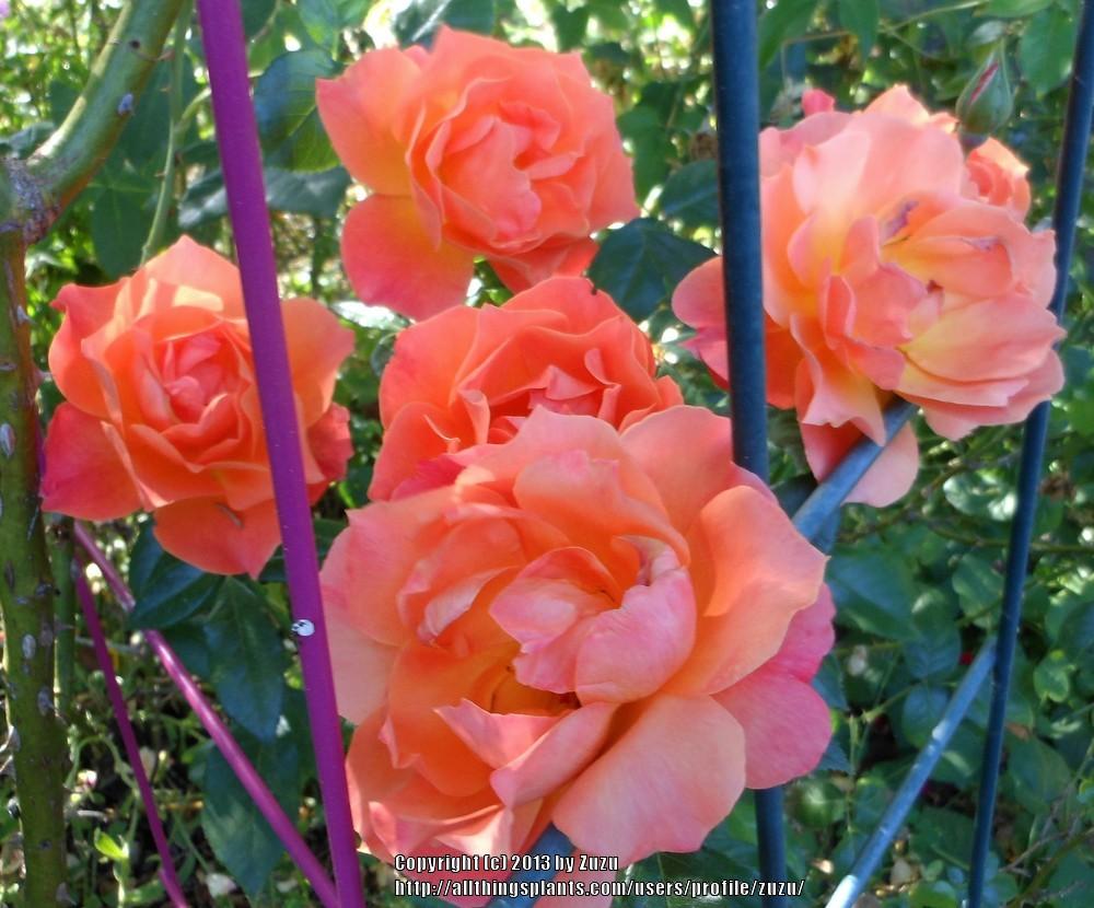 Photo of Floribunda Rose (Rosa 'Livin' Easy') uploaded by zuzu