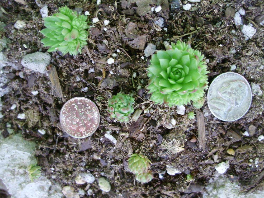 Photo of Rollers (Sempervivum globiferum subsp. preissianum 'from Belianske Tatras') uploaded by CDsSister