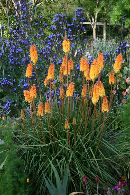 Photo of Torch Lilies (Kniphofia) uploaded by Calif_Sue