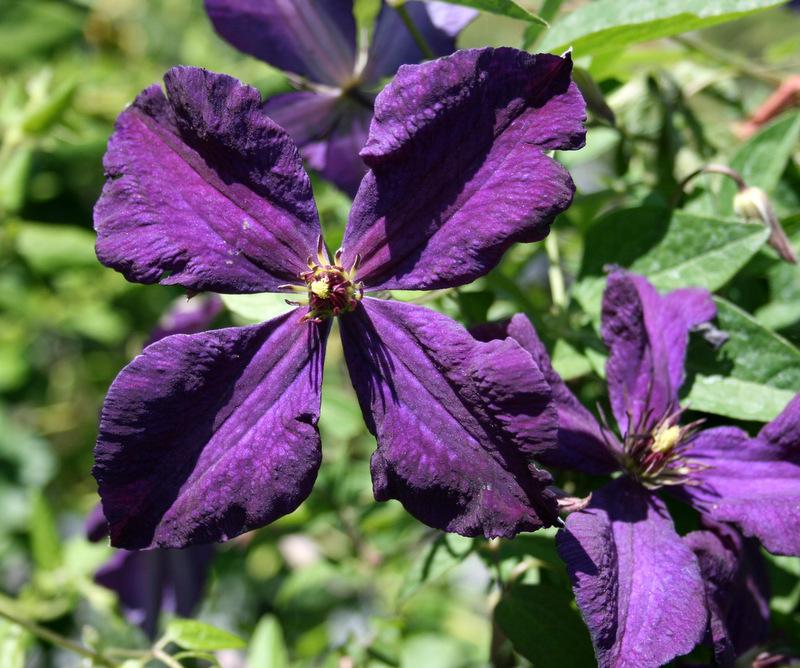 Photo of Clematis (Clematis viticella 'Polish Spirit') uploaded by Calif_Sue