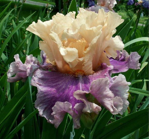 Photo of Tall Bearded Iris (Iris 'Roaring Twenties') uploaded by diggit