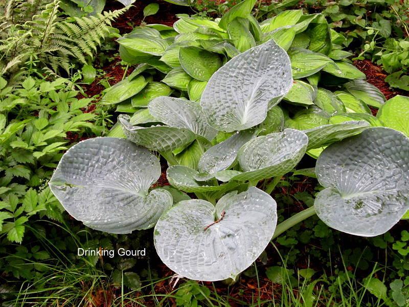 Photo of Hosta 'Abiqua Drinking Gourd' uploaded by ge1836