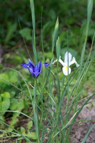 Photo of Dutch Iris (Iris x hollandica) uploaded by ninell
