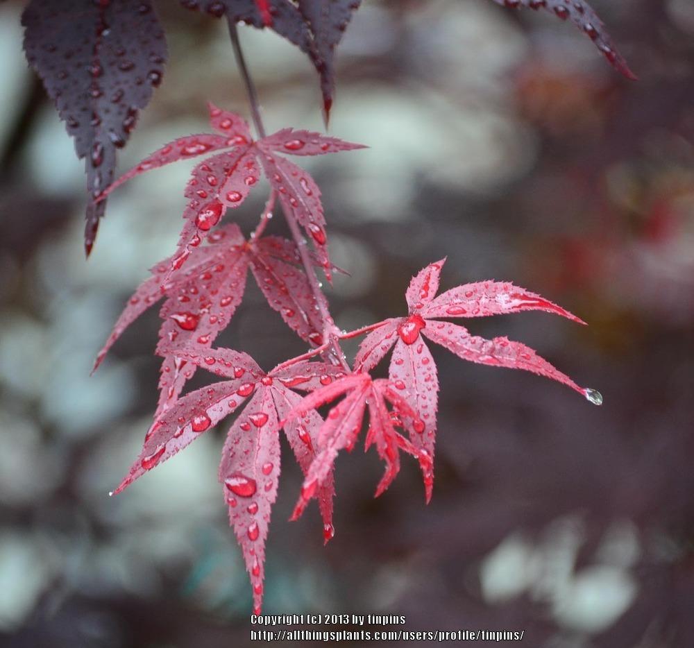 Photo of Japanese Maple (Acer palmatum var. amoenum 'Bloodgood') uploaded by tinpins