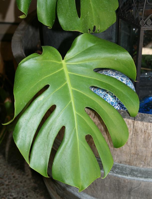 Photo of Split-Leaf Philodendron (Monstera deliciosa) uploaded by Calif_Sue