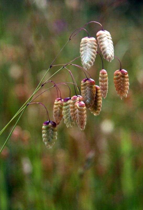 Photo of Quaking Grass (Briza) uploaded by Calif_Sue