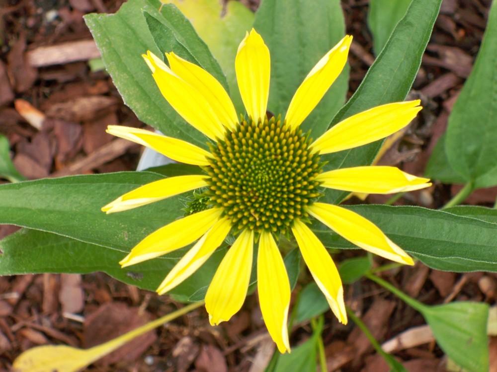 Photo of Coneflower (Echinacea Butterfly™  Cleopatra) uploaded by NJBob