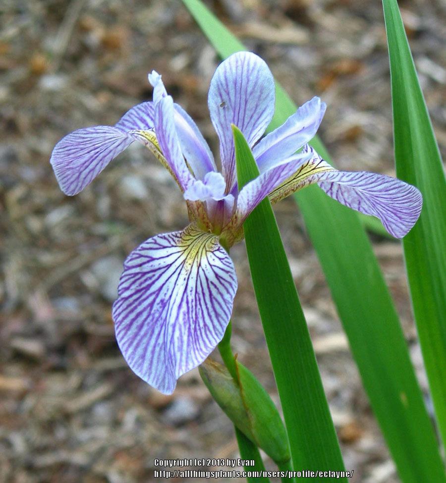 Photo of Species Iris (Iris versicolor 'Mint Fresh') uploaded by eclayne