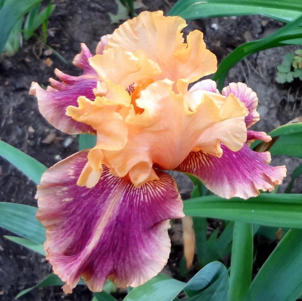 Photo of Tall Bearded Iris (Iris 'Aardvark Lark') uploaded by stilldew
