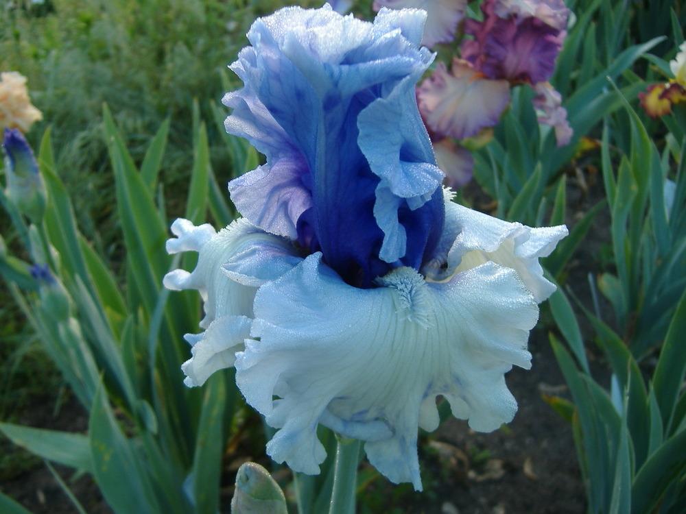 Photo of Tall Bearded Iris (Iris 'Wintry Sky') uploaded by tveguy3