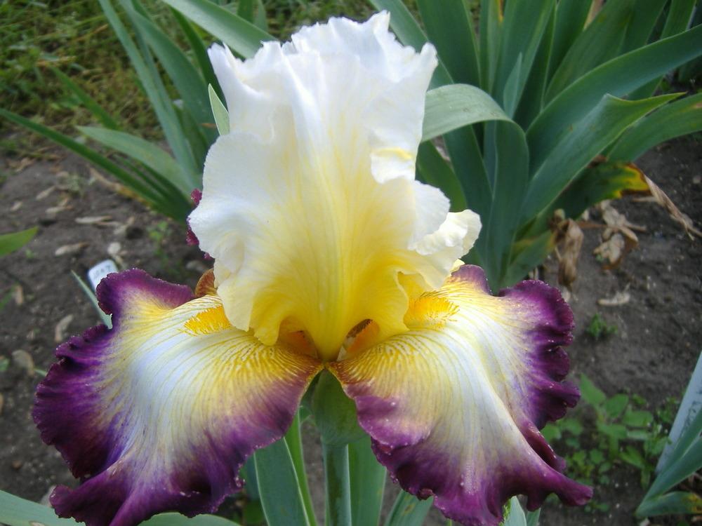 Photo of Tall Bearded Iris (Iris 'Starship Enterprise') uploaded by tveguy3