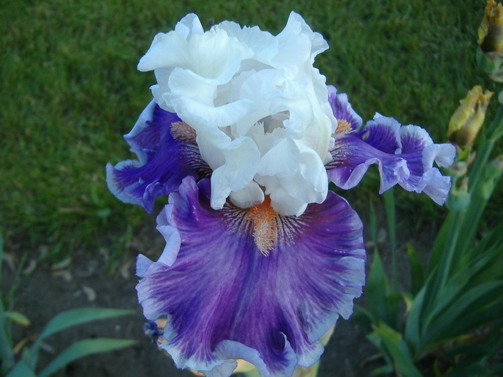 Photo of Tall Bearded Iris (Iris 'Pamper Me') uploaded by tveguy3