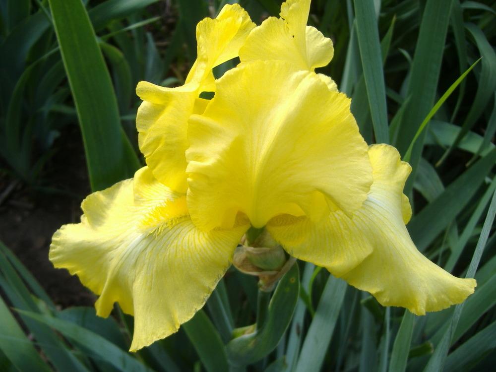 Photo of Tall Bearded Iris (Iris 'Harvest of Memories') uploaded by tveguy3