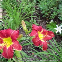 Location: My garden in Southeast Virginia, Zone 8
Date: 2013-06-08
Entire plant