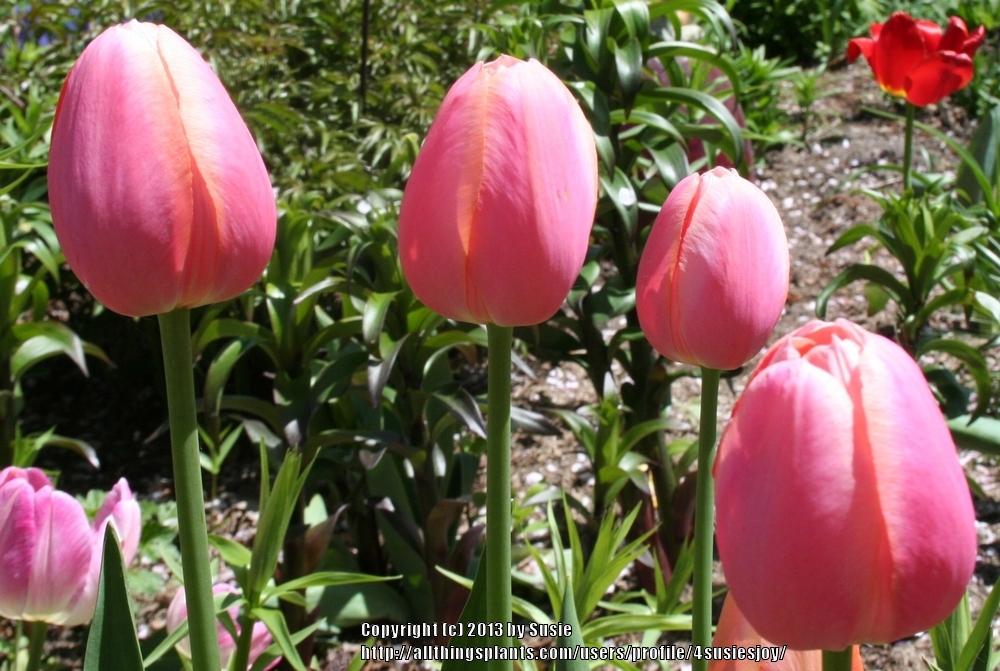 Photo of Single Late Tulip (Tulipa 'Menton') uploaded by 4susiesjoy