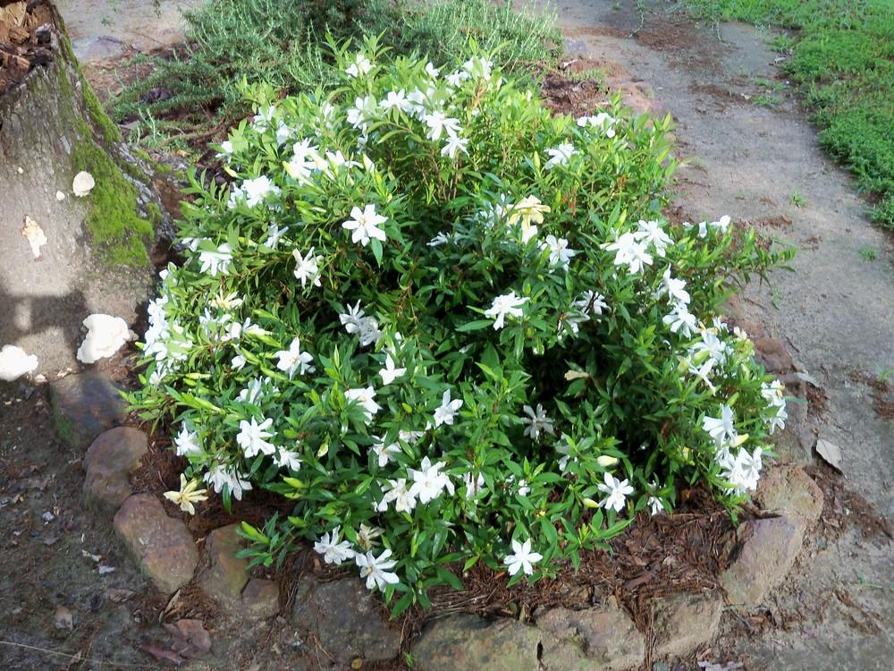 Photo of Gardenia (Gardenia jasminoides 'Frostproof') uploaded by Avedon