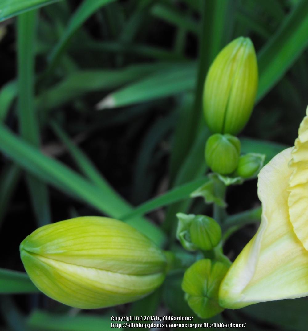 Photo of Daylily (Hemerocallis 'Siloam Peony Display') uploaded by OldGardener