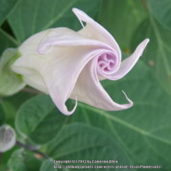 Location: Plano, TX
Date: 2013-06-08
A flower about to open