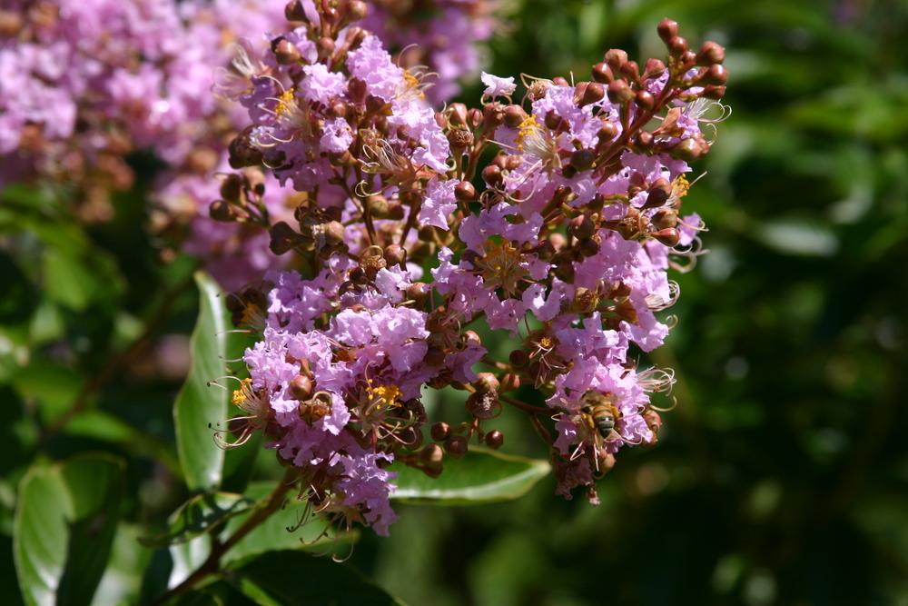 Photo of Crepe Myrtle (Lagerstroemia 'Muskogee') uploaded by dave