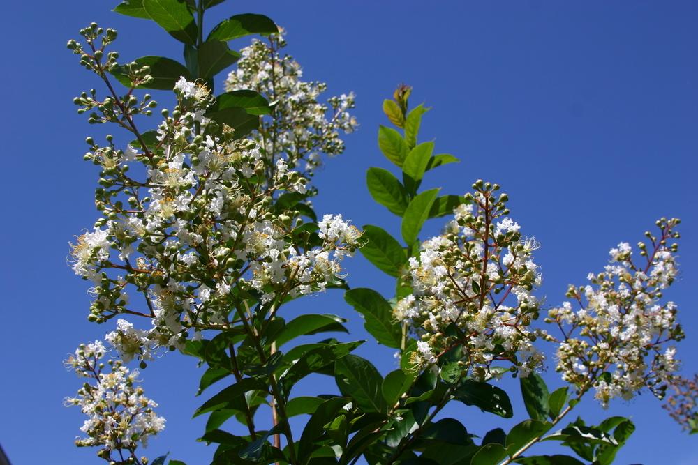 Photo of Crepe Myrtle (Lagerstroemia 'Natchez') uploaded by dave