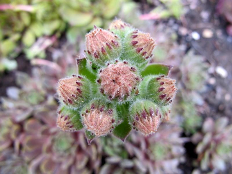 Photo of Hen and Chicks (Sempervivum 'Exorna') uploaded by goldfinch4