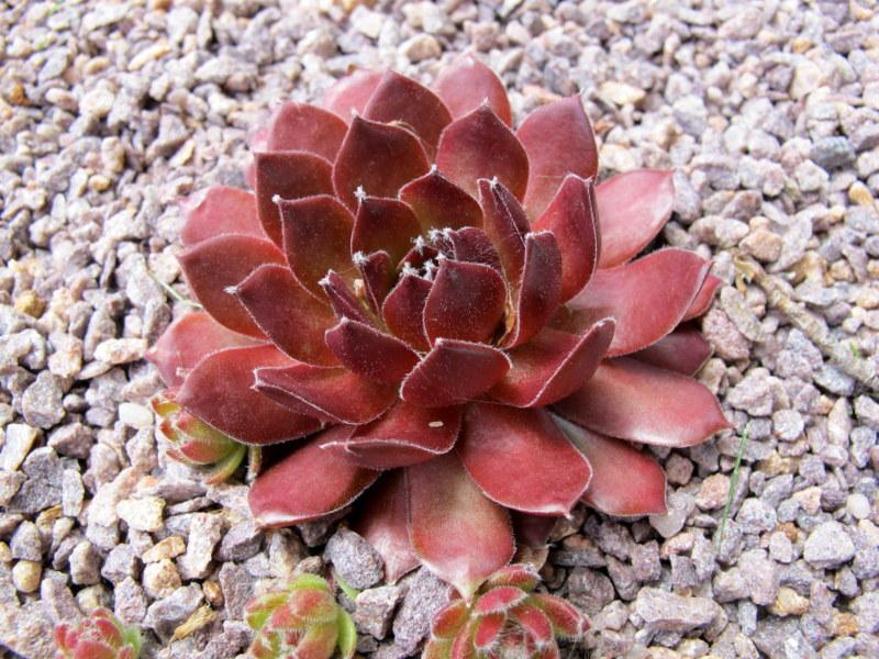 Photo of Hen and Chicks (Sempervivum 'Afterglow') uploaded by goldfinch4