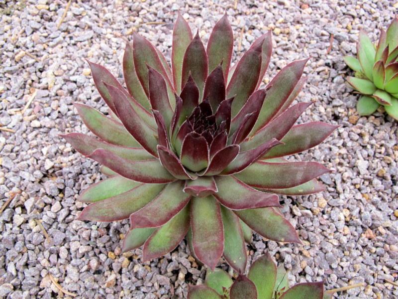 Photo of Hen and Chicks (Sempervivum 'Silver Spring') uploaded by goldfinch4