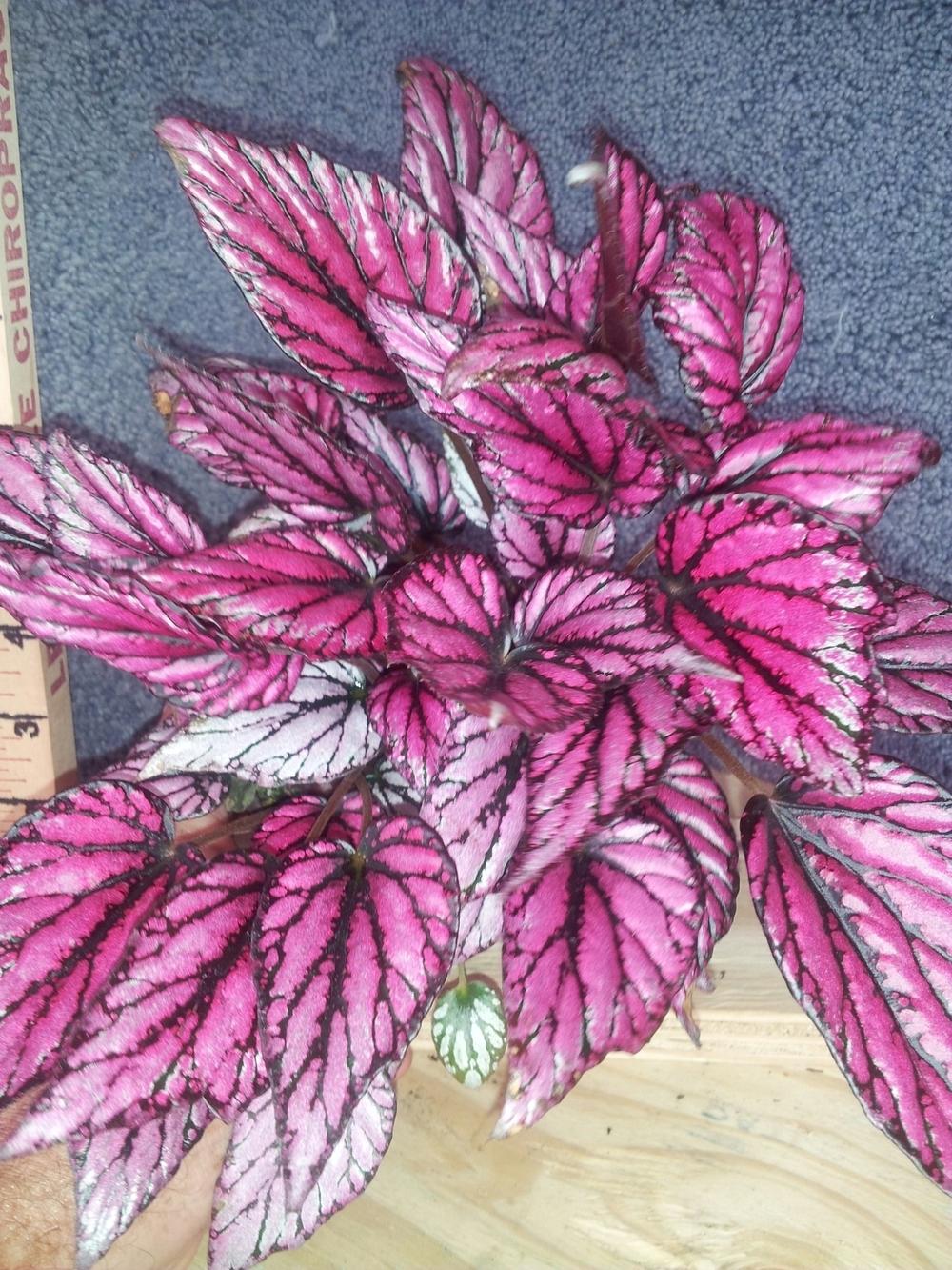 Photo of Begonia 'Hugh McLauchlan' uploaded by pniksch