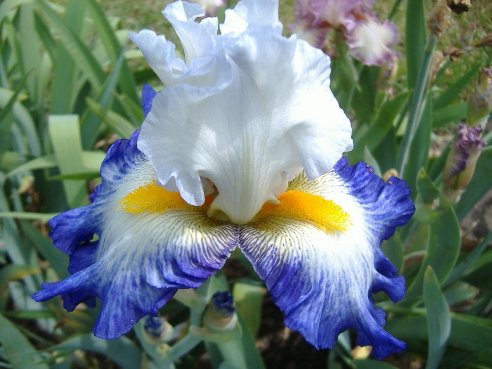 Photo of Tall Bearded Iris (Iris 'Brilliant Idea') uploaded by tveguy3