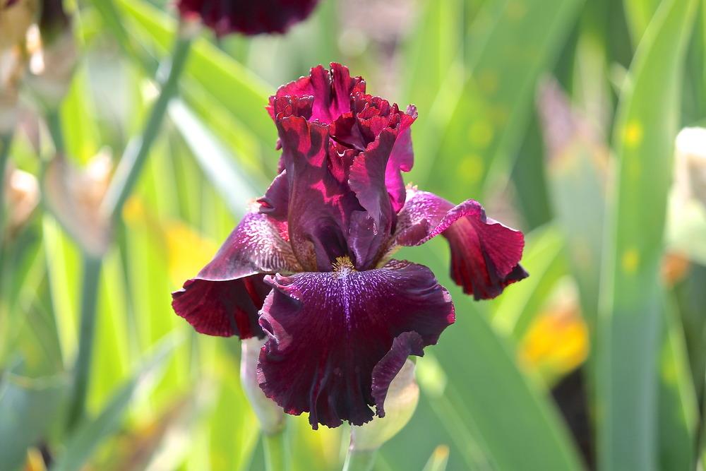Photo of Tall Bearded Iris (Iris 'Bing') uploaded by ARUBA1334