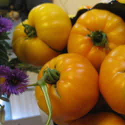 Location: North St. Paul, MN
Date: September 15
'Virgina Sweet' Heirloom tomato