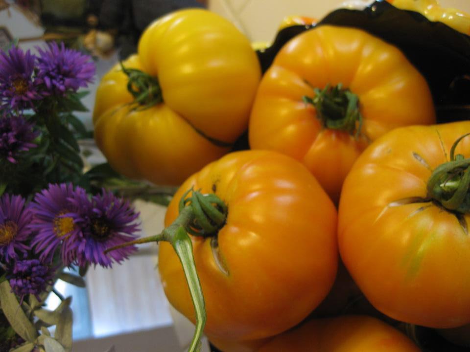 Photo of Tomato (Solanum lycopersicum 'Virginia Sweets') uploaded by Anderwood