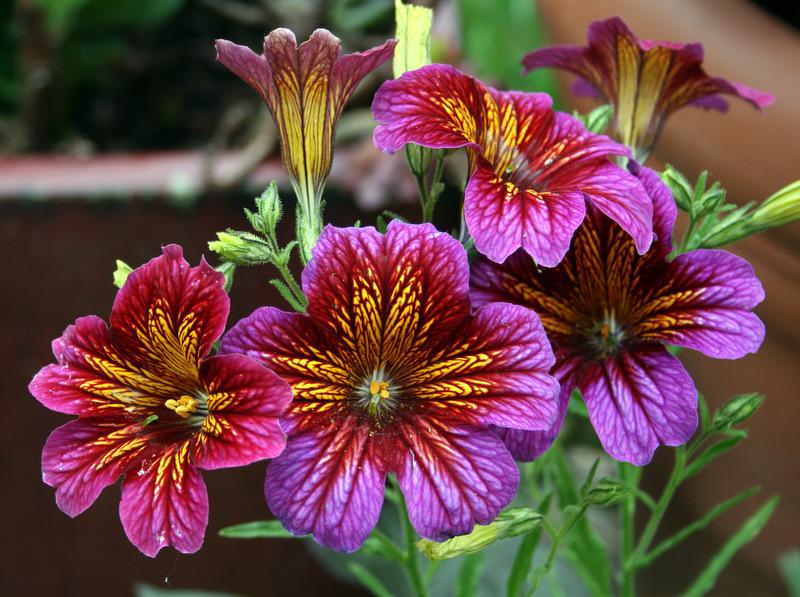 Photo of Painted Tongue (Salpiglossis sinuata) uploaded by Calif_Sue