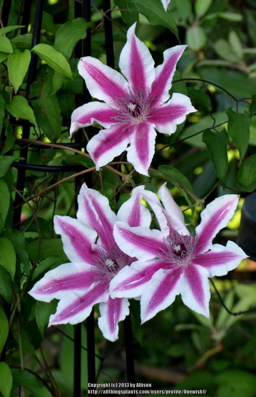Photo of Clematis 'Carnaby' uploaded by Onewish1