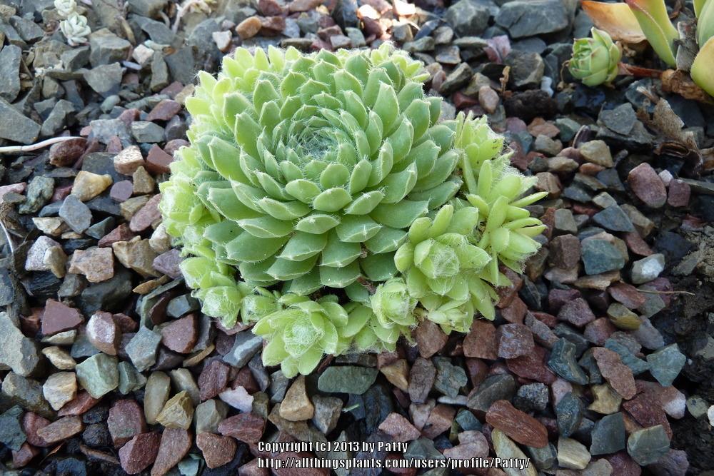 Photo of Hen and Chicks (Sempervivum 'Spring Beauty') uploaded by Patty