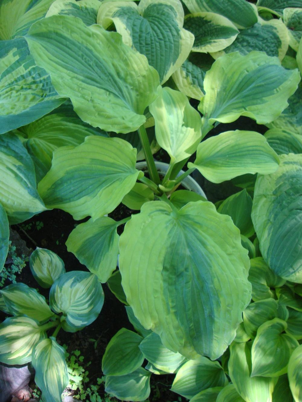 Photo of Hosta 'Goodness Gracious' uploaded by Paul2032
