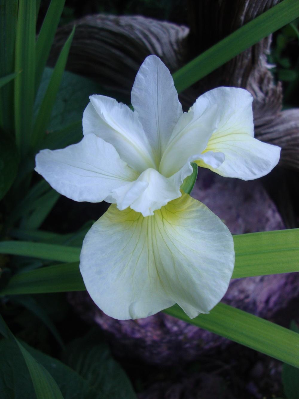 Photo of Siberian Iris (Iris 'Butter and Sugar') uploaded by Paul2032