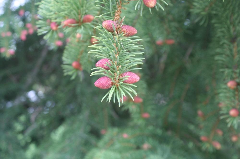 Photo of Norway Spruce (Picea abies) uploaded by Skiekitty