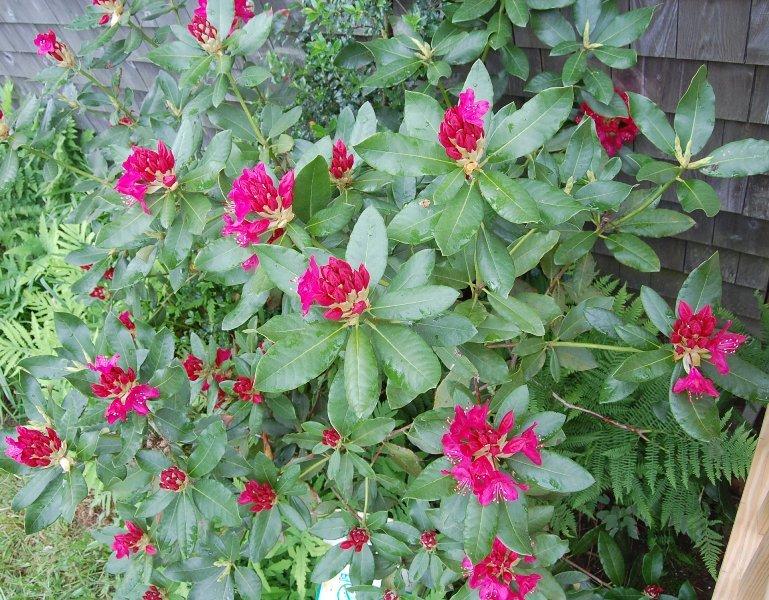 Photo of Rhododendron 'Nova Zembla' uploaded by pixie62560