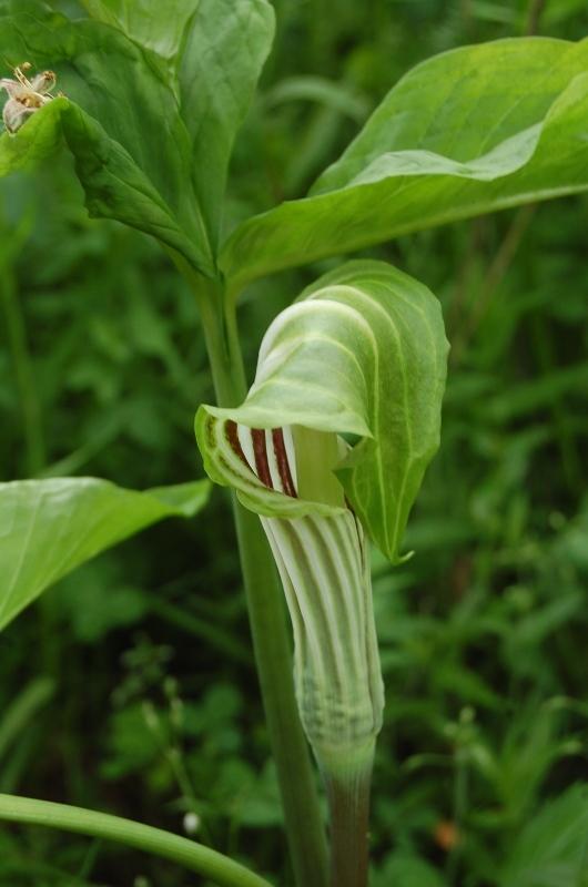 Photo of Jack in the Pulpit (Arisaema stewardsonii) uploaded by pixie62560