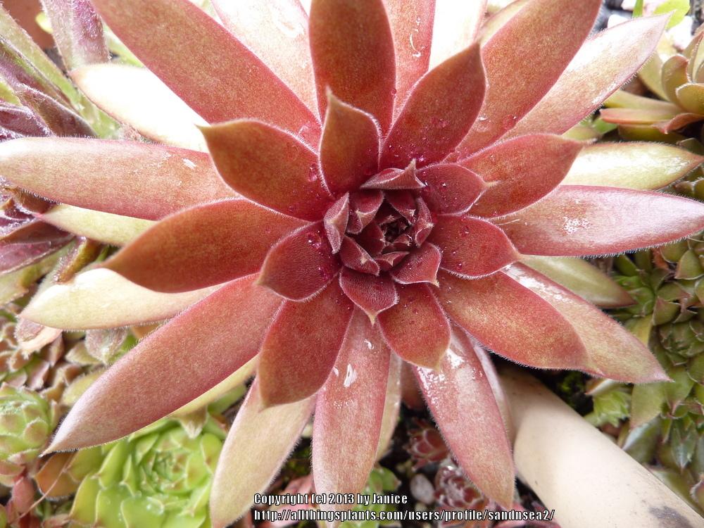 Photo of Hen and Chicks (Sempervivum 'Pacific Blazing Star') uploaded by sandnsea2