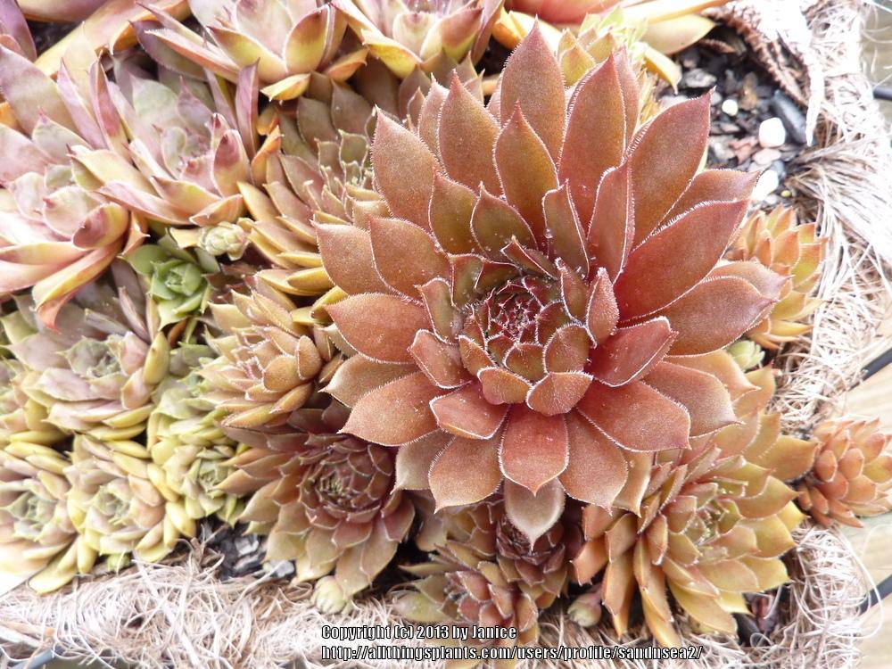 Photo of Hen and Chicks (Sempervivum 'Aglow') uploaded by sandnsea2