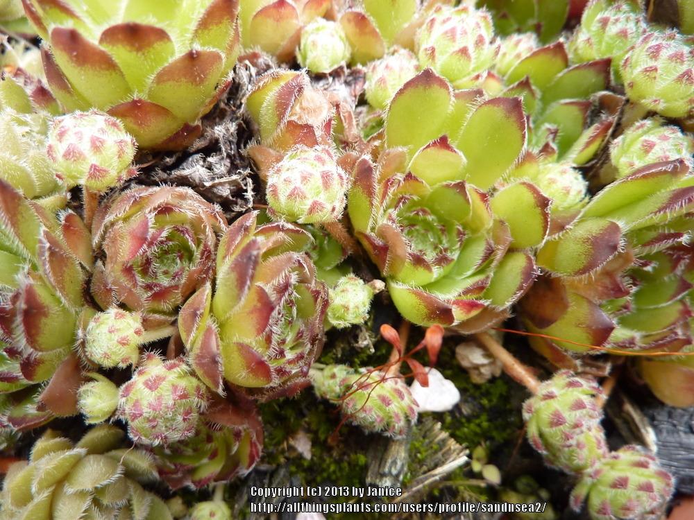 Photo of Hen and Chicks (Sempervivum 'Beautiful') uploaded by sandnsea2
